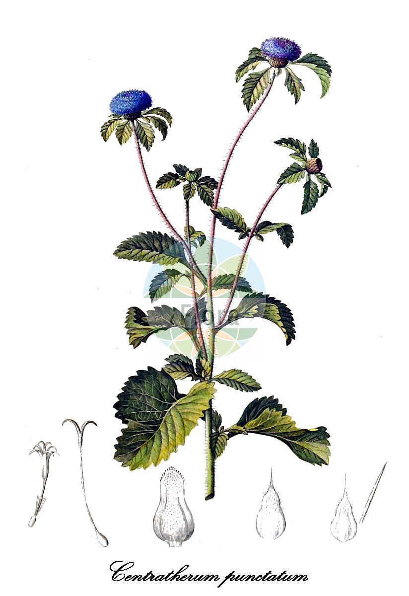 Historische Abbildung von Centratherum punctatum. Das Bild zeigt Blatt, Bluete, Frucht und Same. ---- Historical Drawing of Centratherum punctatum. The image is showing leaf, flower, fruit and seed.(Centratherum punctatum,Centratherum,Larkdaisy,Asteraceae,Korbblütengewächse,Daisy family,Blatt,Bluete,Frucht,Same,leaf,flower,fruit,seed,Link & Otto (1841-1844))