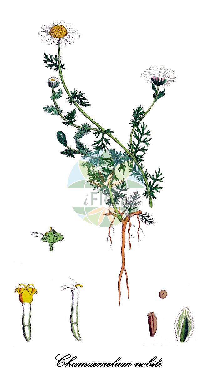 Historische Abbildung von Chamaemelum nobile (Römische Kamille - Chamomile). Das Bild zeigt Blatt, Bluete, Frucht und Same. ---- Historical Drawing of Chamaemelum nobile (Römische Kamille - Chamomile). The image is showing leaf, flower, fruit and seed.(Chamaemelum nobile,Römische Kamille,Chamomile,Anacyclus aureus,Anthemis nobilis,Ormenis nobilis,Echte Roemische Kamille,Edel-Kamille,Edle Spornkamille,Gartenkamille,Kuhmelle,Roemische Hundskamille,Roemischer Nomey,Chamaemelum,Römische Kamille,Asteraceae,Korbblütengewächse,Daisy family,Blatt,Bluete,Frucht,Same,leaf,flower,fruit,seed,Sowerby (1790-1813))