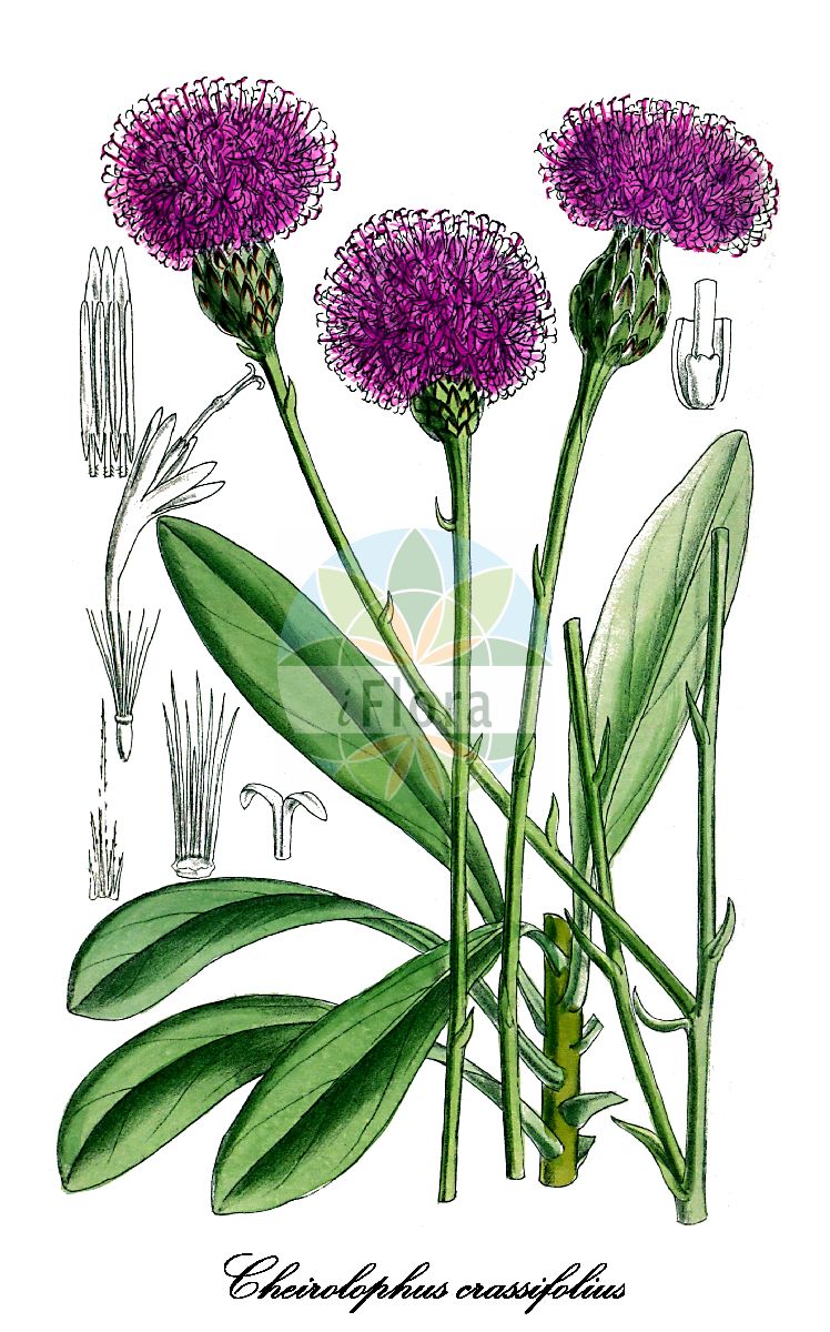 Historische Abbildung von Cheirolophus crassifolius. Das Bild zeigt Blatt, Bluete, Frucht und Same. ---- Historical Drawing of Cheirolophus crassifolius. The image is showing leaf, flower, fruit and seed.(Cheirolophus crassifolius,Centaurea crassifolia,Palaeocyanus crassifolius,Centaurea duranii,Cheirolophus,Flockenblume,Asteraceae,Korbblütengewächse,Daisy family,Blatt,Bluete,Frucht,Same,leaf,flower,fruit,seed,Curtis Botanical Magazine (1913))