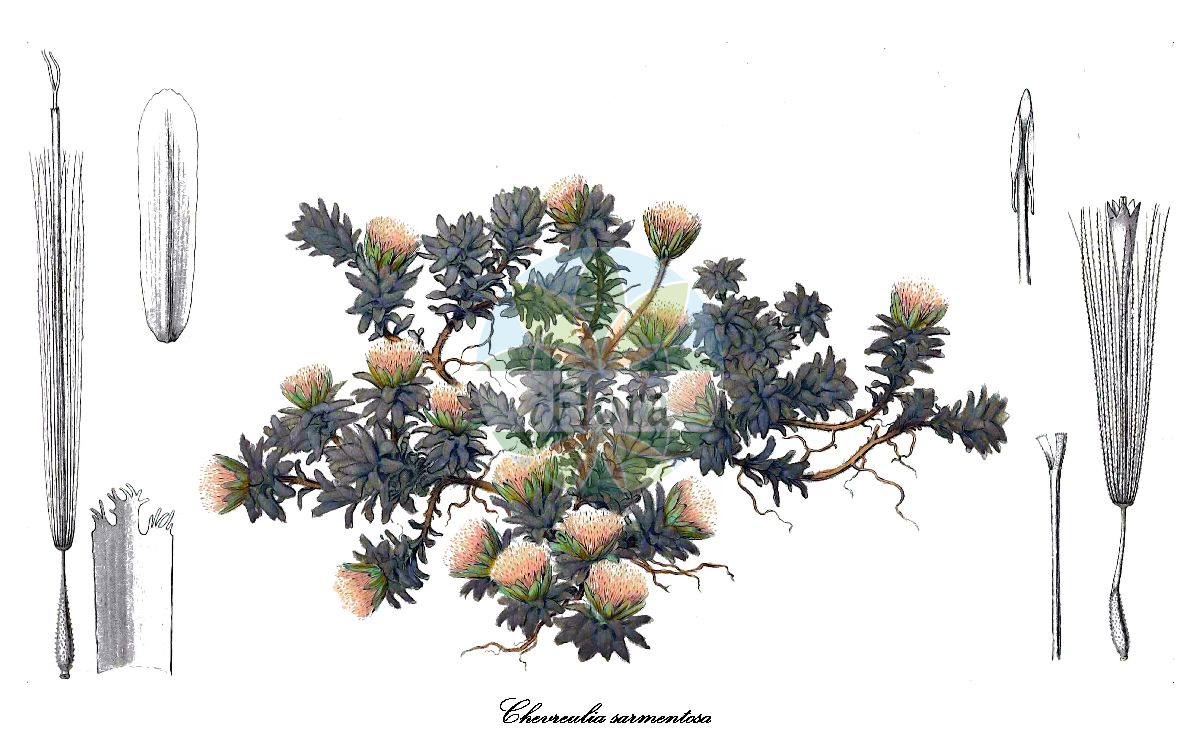 Historische Abbildung von Chevreulia sarmentosa. Das Bild zeigt Blatt, Bluete, Frucht und Same. ---- Historical Drawing of Chevreulia sarmentosa. The image is showing leaf, flower, fruit and seed.(Chevreulia sarmentosa,Tussilago sarmentosa,Chevreulia,Asteraceae,Korbblütengewächse,Daisy family,Blatt,Bluete,Frucht,Same,leaf,flower,fruit,seed,Gay (1854))