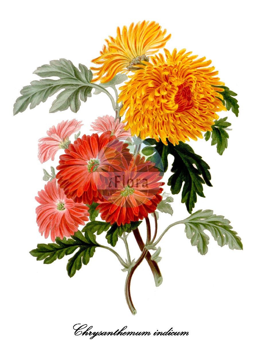 Historische Abbildung von Chrysanthemum indicum (Winteraster). Das Bild zeigt Blatt, Bluete, Frucht und Same. ---- Historical Drawing of Chrysanthemum indicum (Winteraster). The image is showing leaf, flower, fruit and seed.(Chrysanthemum indicum,Winteraster,Dendranthema indicum,Pyrethrum indicum,Tanacetum indicum,Chrysanthemum,Margerite,Daisy,Asteraceae,Korbblütengewächse,Daisy family,Blatt,Bluete,Frucht,Same,leaf,flower,fruit,seed,Transactions of the Linnean Society of London (1824))