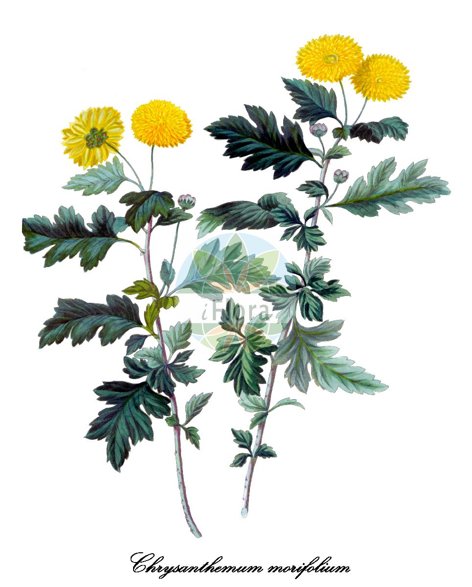 Historische Abbildung von Chrysanthemum morifolium (Garten-Chrysantheme). Das Bild zeigt Blatt, Bluete, Frucht und Same. ---- Historical Drawing of Chrysanthemum morifolium (Garten-Chrysantheme). The image is showing leaf, flower, fruit and seed.(Chrysanthemum morifolium,Garten-Chrysantheme,Chrysanthemum,Margerite,Daisy,Asteraceae,Korbblütengewächse,Daisy family,Blatt,Bluete,Frucht,Same,leaf,flower,fruit,seed,Bertuch (1815-1824))