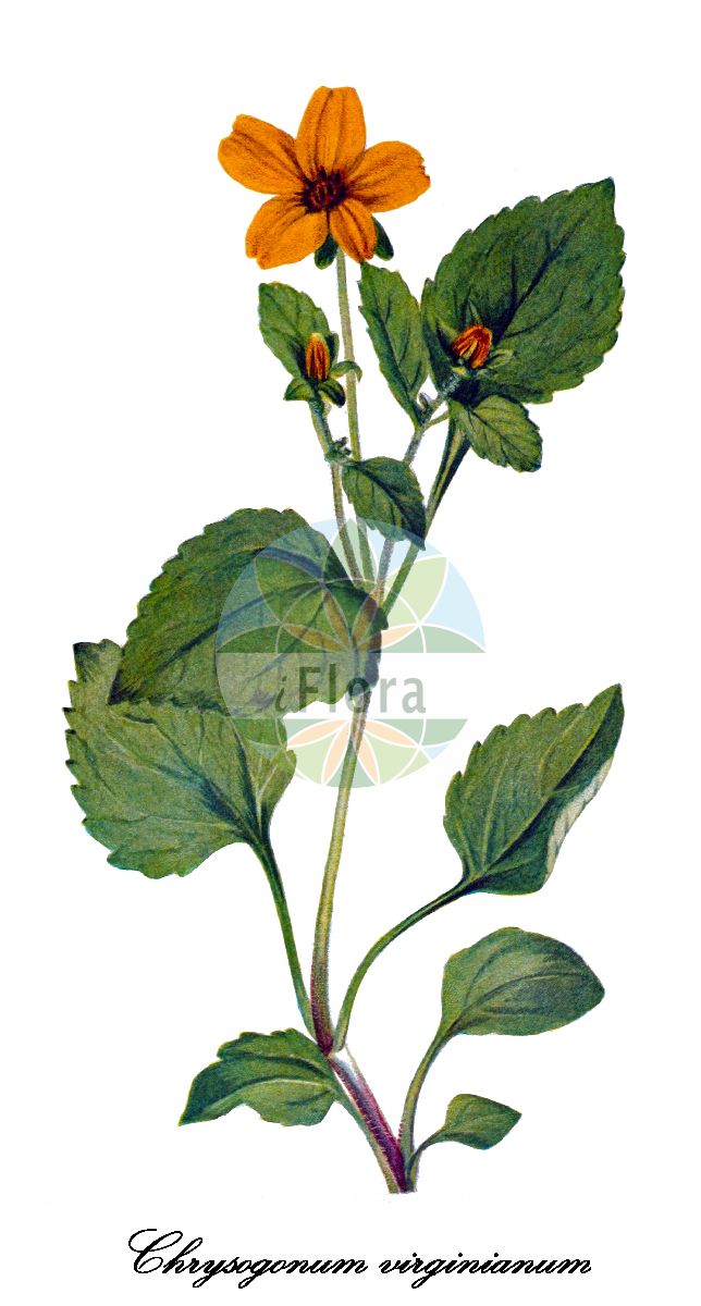 Historische Abbildung von Chrysogonum virginianum (Goldkörbchen - Green and gold). Das Bild zeigt Blatt, Bluete, Frucht und Same. ---- Historical Drawing of Chrysogonum virginianum (Goldkörbchen - Green and gold). The image is showing leaf, flower, fruit and seed.(Chrysogonum virginianum,Goldkörbchen,Green and gold,Chrysogonum,Goldkörbchen,Asteraceae,Korbblütengewächse,Daisy family,Blatt,Bluete,Frucht,Same,leaf,flower,fruit,seed,Walcott (1925-1927))