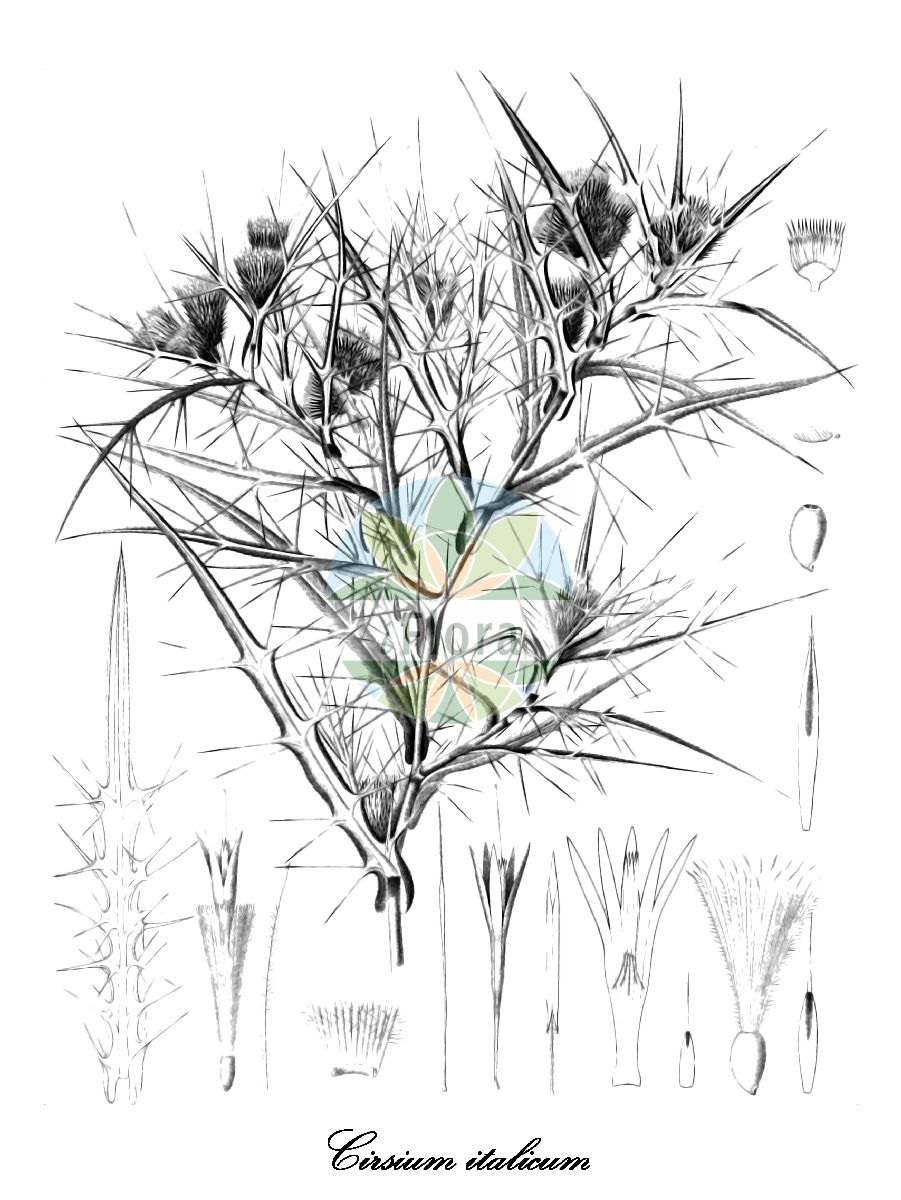 Historische Abbildung von Cirsium italicum (Italienische Kratzdistel). Das Bild zeigt Blatt, Bluete, Frucht und Same. ---- Historical Drawing of Cirsium italicum (Italienische Kratzdistel). The image is showing leaf, flower, fruit and seed.(Cirsium italicum,Italienische Kratzdistel,Carduus italicus,Cnicus italicus,Cirsium,Kratzdistel,Thistle,Asteraceae,Korbblütengewächse,Daisy family,Blatt,Bluete,Frucht,Same,leaf,flower,fruit,seed,Moris (1837-1859))