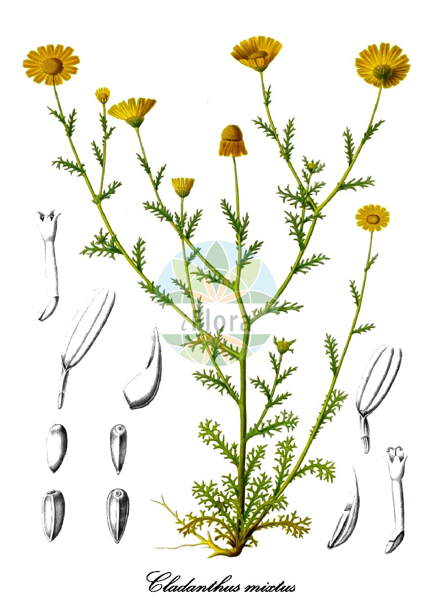 Historische Abbildung von Cladanthus mixtus. Das Bild zeigt Blatt, Bluete, Frucht und Same. ---- Historical Drawing of Cladanthus mixtus. The image is showing leaf, flower, fruit and seed.(Cladanthus mixtus,Anthemis mixta,Chamaemelum mixtum,Ormenis aurea,Ormenis bicolor,Ormenis mixta,Ormenis multicaulis,Cladanthus,Astblume,Asteraceae,Korbblütengewächse,Daisy family,Blatt,Bluete,Frucht,Same,leaf,flower,fruit,seed,Durieu de Maisonneuve & Bory de Saint-Vincent (1849))