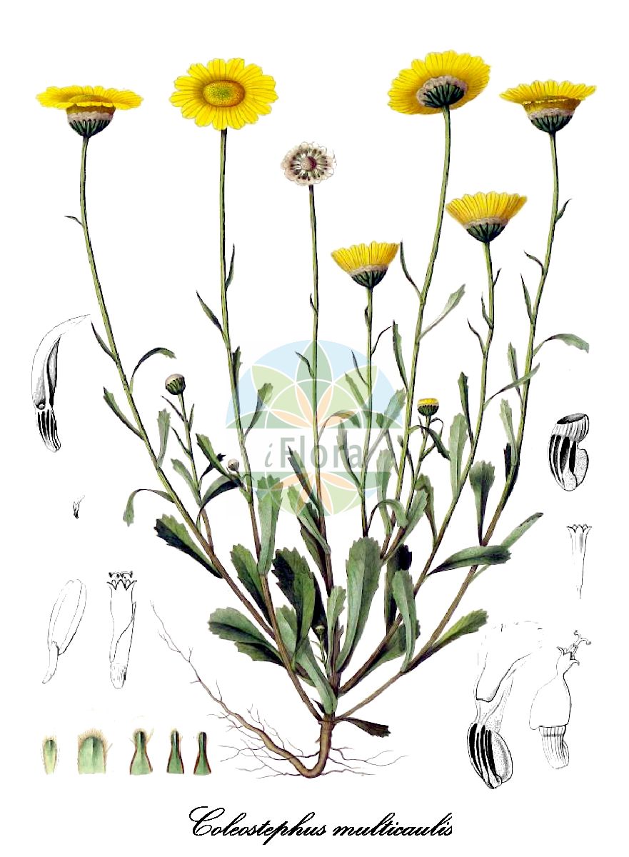 Historische Abbildung von Coleostephus multicaulis (Vielstänglige Goldblume). Das Bild zeigt Blatt, Bluete, Frucht und Same. ---- Historical Drawing of Coleostephus multicaulis (Vielstänglige Goldblume). The image is showing leaf, flower, fruit and seed.(Coleostephus multicaulis,Vielstänglige Goldblume,Chrysanthemum multicaule,Kremeria multicaulis,Coleostephus,Wucherblume,Asteraceae,Korbblütengewächse,Daisy family,Blatt,Bluete,Frucht,Same,leaf,flower,fruit,seed,Durieu de Maisonneuve & Bory de Saint-Vincent (1849))