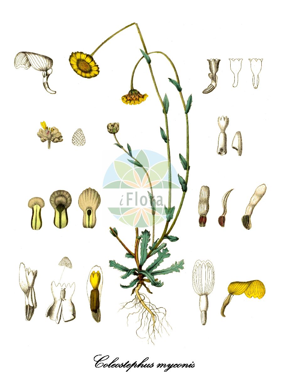 Historische Abbildung von Coleostephus myconis (Kranz-Wucherblume). Das Bild zeigt Blatt, Bluete, Frucht und Same. ---- Historical Drawing of Coleostephus myconis (Kranz-Wucherblume). The image is showing leaf, flower, fruit and seed.(Coleostephus myconis,Kranz-Wucherblume,Chrysanthemum hybridum,Chrysanthemum myconis,Coleostephus hybridus,Kremeria myconis,Leucanthemum myconis,Myconella myconis,Myconia myconis,Pyrethrum hybridum,Coleostephus,Wucherblume,Asteraceae,Korbblütengewächse,Daisy family,Blatt,Bluete,Frucht,Same,leaf,flower,fruit,seed,Willkomm (1881-1885))