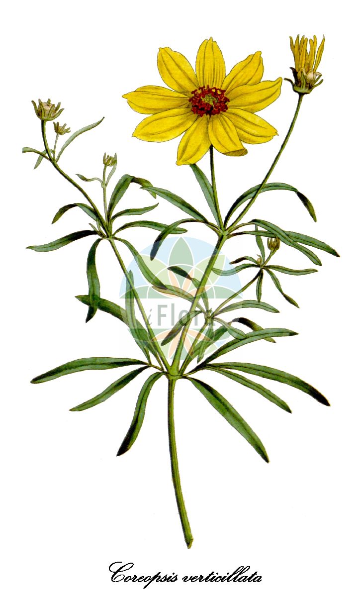 Historische Abbildung von Coreopsis verticillata (Scheinquirl-Mädchenauge). Das Bild zeigt Blatt, Bluete, Frucht und Same. ---- Historical Drawing of Coreopsis verticillata (Scheinquirl-Mädchenauge). The image is showing leaf, flower, fruit and seed.(Coreopsis verticillata,Scheinquirl-Mädchenauge,Coreopsis,Mädchenauge,Tickseed,Asteraceae,Korbblütengewächse,Daisy family,Blatt,Bluete,Frucht,Same,leaf,flower,fruit,seed,Curtis Botanical Magazine (1787ff))