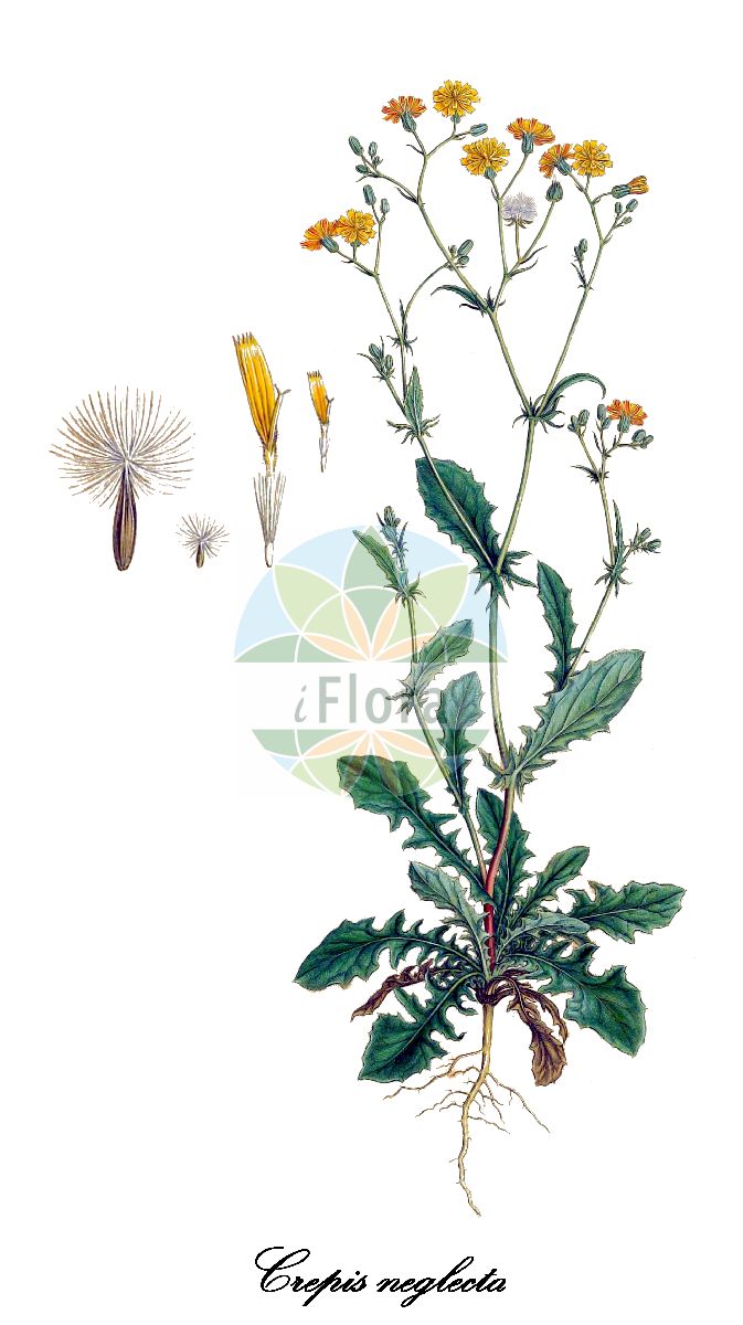 Historische Abbildung von Crepis neglecta (Nickender Pippau). Das Bild zeigt Blatt, Bluete, Frucht und Same. ---- Historical Drawing of Crepis neglecta (Nickender Pippau). The image is showing leaf, flower, fruit and seed.(Crepis neglecta,Nickender Pippau,Crepis cernua,Crepis spathulata,Crepis stricta,Crepis,Pippau,Hawksbeard,Asteraceae,Korbblütengewächse,Daisy family,Blatt,Bluete,Frucht,Same,leaf,flower,fruit,seed,Sibthorp & Smith (1806-1840))