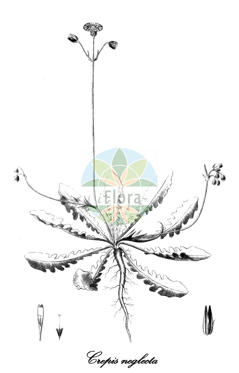 Historische Abbildung von Crepis neglecta (Nickender Pippau). Das Bild zeigt Blatt, Bluete, Frucht und Same. ---- Historical Drawing of Crepis neglecta (Nickender Pippau). The image is showing leaf, flower, fruit and seed.(Crepis neglecta,Nickender Pippau,Crepis cernua,Crepis spathulata,Crepis stricta,Crepis,Pippau,Hawksbeard,Asteraceae,Korbblütengewächse,Daisy family,Blatt,Bluete,Frucht,Same,leaf,flower,fruit,seed,Reichenbach (1823-1832))
