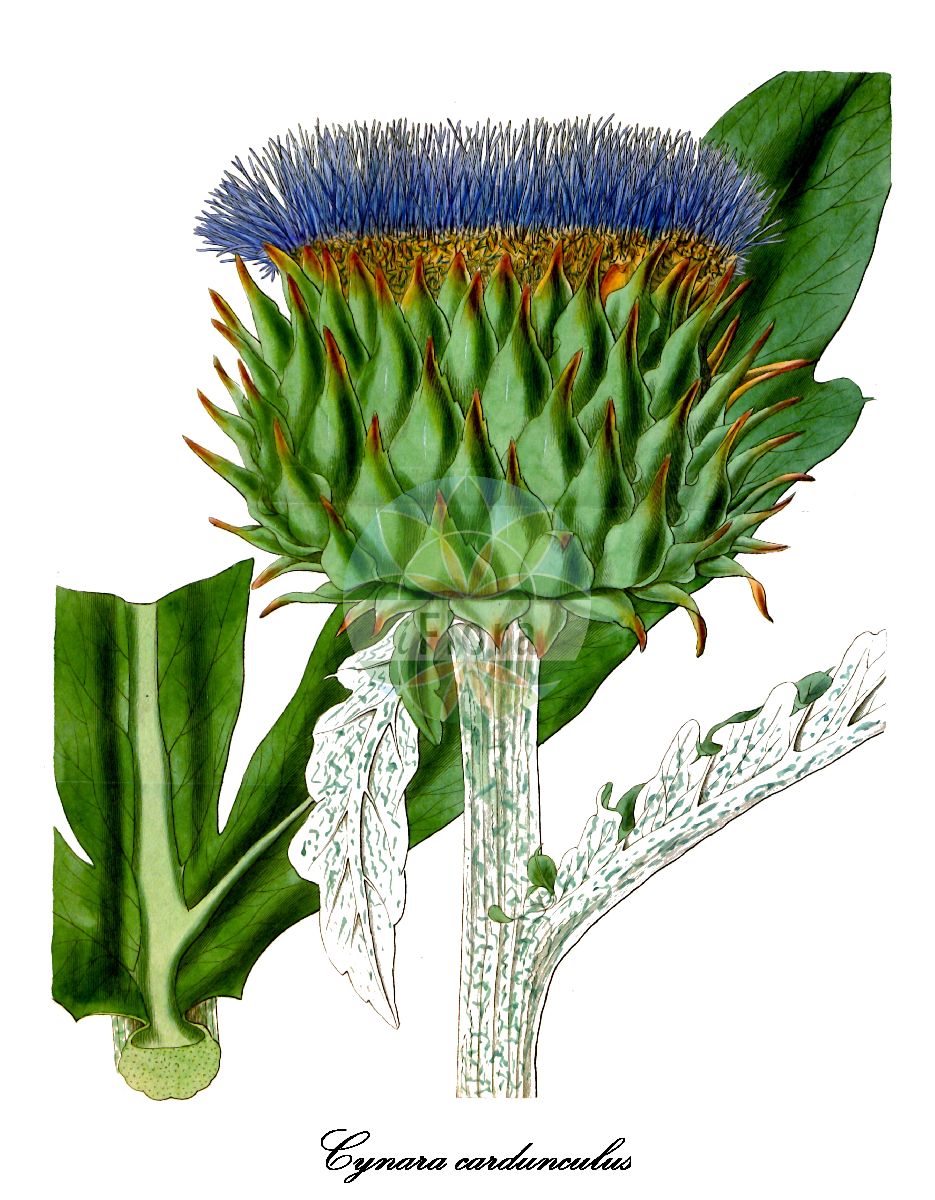 Historische Abbildung von Cynara cardunculus (Distel-Artischocke - Cardoon). Das Bild zeigt Blatt, Bluete, Frucht und Same. ---- Historical Drawing of Cynara cardunculus (Distel-Artischocke - Cardoon). The image is showing leaf, flower, fruit and seed.(Cynara cardunculus,Distel-Artischocke,Cardoon,Cynara corsica,Cynara horrida,Cynara sylvestris,Cynara,Artischocke,Asteraceae,Korbblütengewächse,Daisy family,Blatt,Bluete,Frucht,Same,leaf,flower,fruit,seed,Curtis Botanical Magazine (1833))
