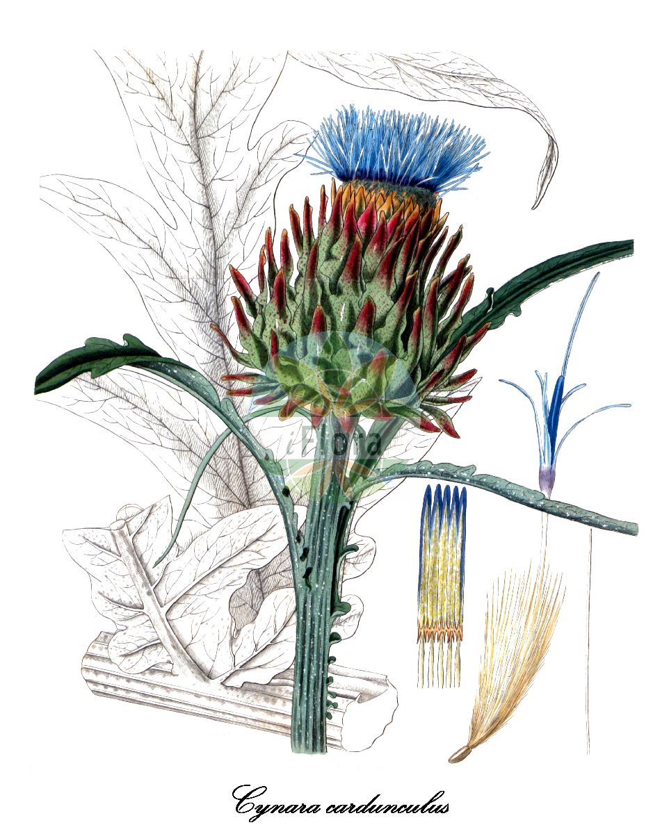 Historische Abbildung von Cynara cardunculus (Distel-Artischocke - Cardoon). Das Bild zeigt Blatt, Bluete, Frucht und Same. ---- Historical Drawing of Cynara cardunculus (Distel-Artischocke - Cardoon). The image is showing leaf, flower, fruit and seed.(Cynara cardunculus,Distel-Artischocke,Cardoon,Cynara corsica,Cynara horrida,Cynara sylvestris,Cynara,Artischocke,Asteraceae,Korbblütengewächse,Daisy family,Blatt,Bluete,Frucht,Same,leaf,flower,fruit,seed,Curtis Botanical Magazine (1828))