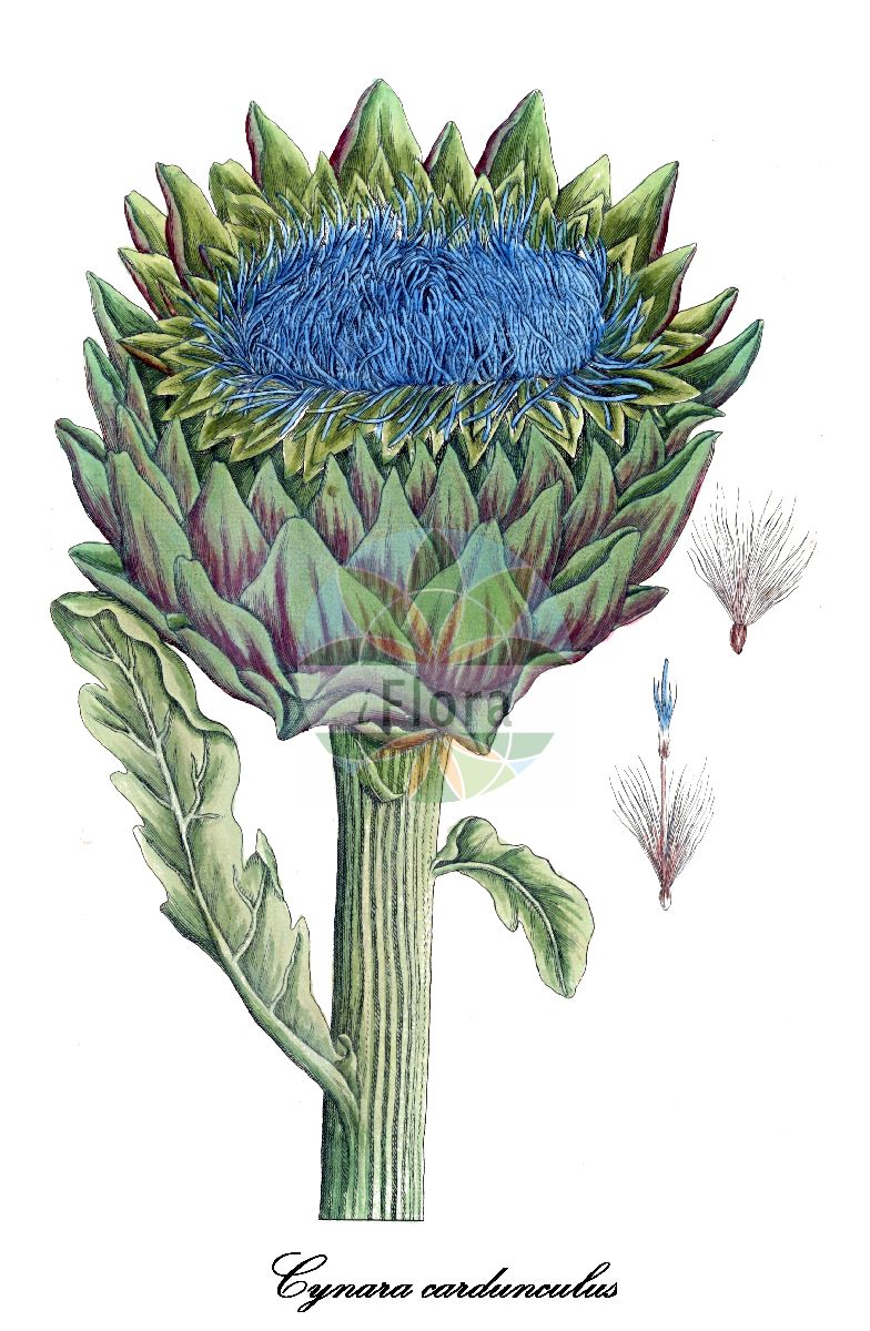 Historische Abbildung von Cynara cardunculus (Distel-Artischocke - Cardoon). Das Bild zeigt Blatt, Bluete, Frucht und Same. ---- Historical Drawing of Cynara cardunculus (Distel-Artischocke - Cardoon). The image is showing leaf, flower, fruit and seed.(Cynara cardunculus,Distel-Artischocke,Cardoon,Cynara corsica,Cynara horrida,Cynara sylvestris,Cynara,Artischocke,Asteraceae,Korbblütengewächse,Daisy family,Blatt,Bluete,Frucht,Same,leaf,flower,fruit,seed,Blackwell (1737-1739))