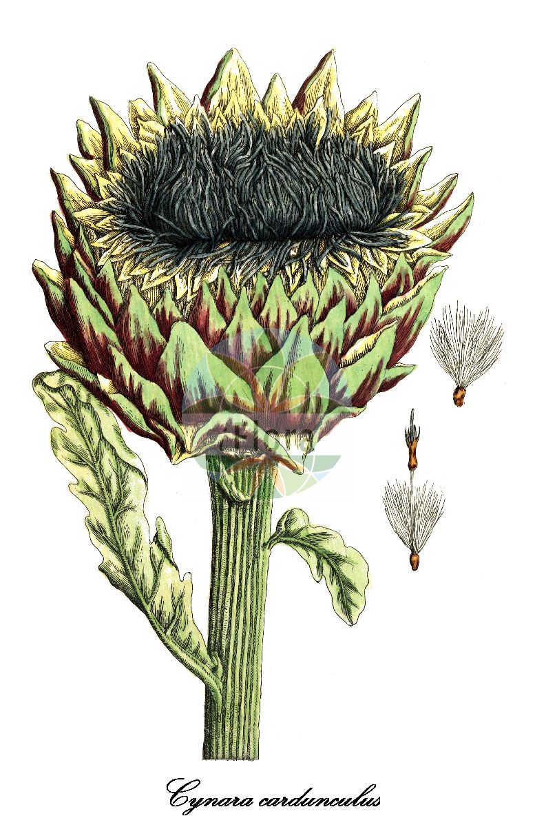 Historische Abbildung von Cynara cardunculus (Distel-Artischocke - Cardoon). Das Bild zeigt Blatt, Bluete, Frucht und Same. ---- Historical Drawing of Cynara cardunculus (Distel-Artischocke - Cardoon). The image is showing leaf, flower, fruit and seed.(Cynara cardunculus,Distel-Artischocke,Cardoon,Cynara corsica,Cynara horrida,Cynara sylvestris,Cynara,Artischocke,Asteraceae,Korbblütengewächse,Daisy family,Blatt,Bluete,Frucht,Same,leaf,flower,fruit,seed,Blackwell (1750-1773))