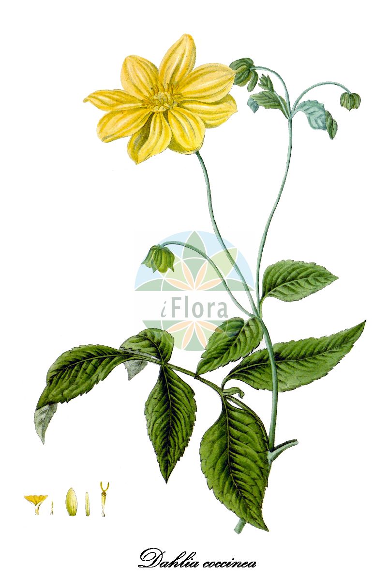 Historische Abbildung von Dahlia coccinea (Scharlach-Dahlie). Das Bild zeigt Blatt, Bluete, Frucht und Same. ---- Historical Drawing of Dahlia coccinea (Scharlach-Dahlie). The image is showing leaf, flower, fruit and seed.(Dahlia coccinea,Scharlach-Dahlie,Dahlia,Dahlie,Asteraceae,Korbblütengewächse,Daisy family,Blatt,Bluete,Frucht,Same,leaf,flower,fruit,seed,Hooker (1805))