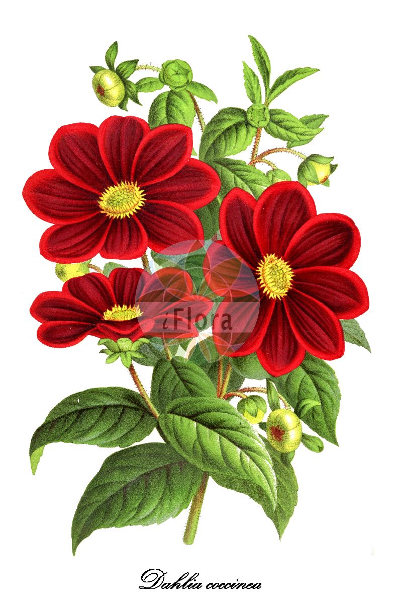 Historische Abbildung von Dahlia coccinea (Scharlach-Dahlie). Das Bild zeigt Blatt, Bluete, Frucht und Same. ---- Historical Drawing of Dahlia coccinea (Scharlach-Dahlie). The image is showing leaf, flower, fruit and seed.(Dahlia coccinea,Scharlach-Dahlie,Dahlia,Dahlie,Asteraceae,Korbblütengewächse,Daisy family,Blatt,Bluete,Frucht,Same,leaf,flower,fruit,seed,L’ Illustration horticole (1884))
