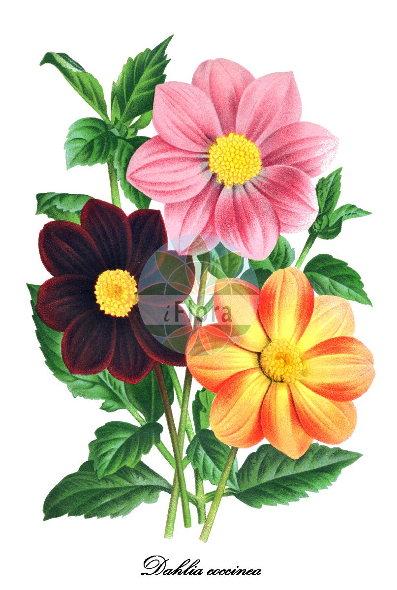 Historische Abbildung von Dahlia coccinea (Scharlach-Dahlie). Das Bild zeigt Blatt, Bluete, Frucht und Same. ---- Historical Drawing of Dahlia coccinea (Scharlach-Dahlie). The image is showing leaf, flower, fruit and seed.(Dahlia coccinea,Scharlach-Dahlie,Dahlia,Dahlie,Asteraceae,Korbblütengewächse,Daisy family,Blatt,Bluete,Frucht,Same,leaf,flower,fruit,seed,L’ Illustration horticole (1884))
