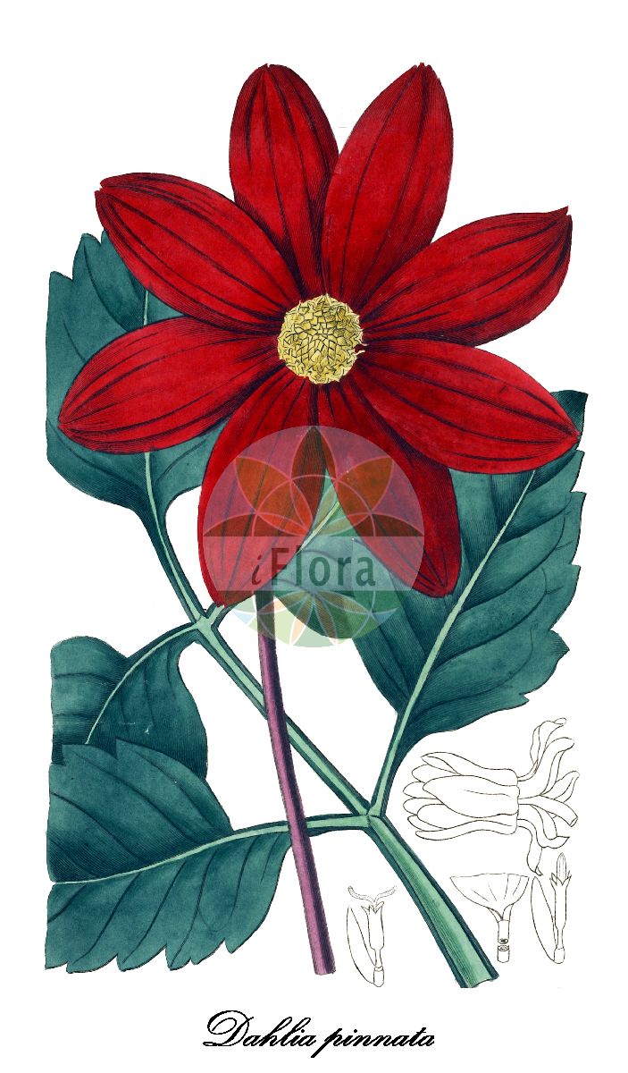 Historische Abbildung von Dahlia pinnata (Großfiedrige Dahlie). Das Bild zeigt Blatt, Bluete, Frucht und Same. ---- Historical Drawing of Dahlia pinnata (Großfiedrige Dahlie). The image is showing leaf, flower, fruit and seed.(Dahlia pinnata,Großfiedrige Dahlie,Dahlia variabilis,Georgina variabilis,Dahlia,Dahlie,Asteraceae,Korbblütengewächse,Daisy family,Blatt,Bluete,Frucht,Same,leaf,flower,fruit,seed,Botanical Register (1815-1828))