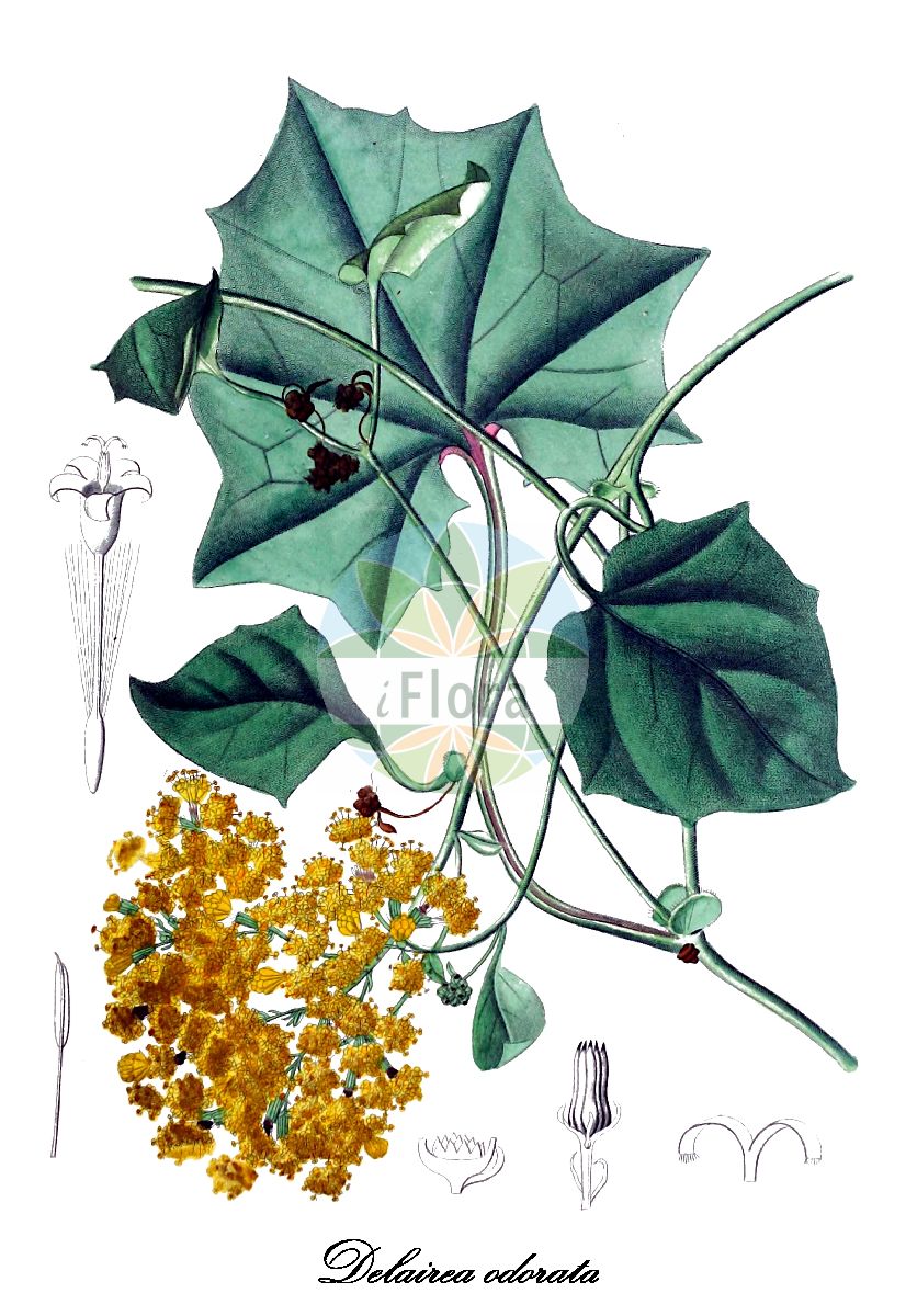 Historische Abbildung von Delairea odorata (Sommerefeu). Das Bild zeigt Blatt, Bluete, Frucht und Same. ---- Historical Drawing of Delairea odorata (Sommerefeu). The image is showing leaf, flower, fruit and seed.(Delairea odorata,Sommerefeu,Senecio mikanioides,Senecio scandens,Salonefeu,Delairea,Sommerefeu,Asteraceae,Korbblütengewächse,Daisy family,Blatt,Bluete,Frucht,Same,leaf,flower,fruit,seed,Herbier général de l’amateur (1839-1850))