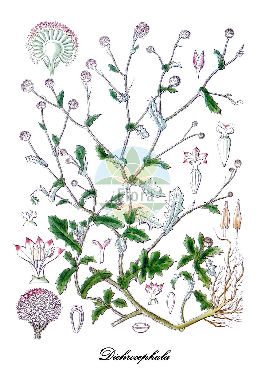 Historische Abbildung von Dichrocephala chrysanthemifolia. Das Bild zeigt Blatt, Bluete, Frucht und Same. ---- Historical Drawing of Dichrocephala chrysanthemifolia. The image is showing leaf, flower, fruit and seed.(Dichrocephala chrysanthemifolia,Dichrocephala,Asteraceae,Korbblütengewächse,Daisy family,Blatt,Bluete,Frucht,Same,leaf,flower,fruit,seed,Wight (1846-1851))