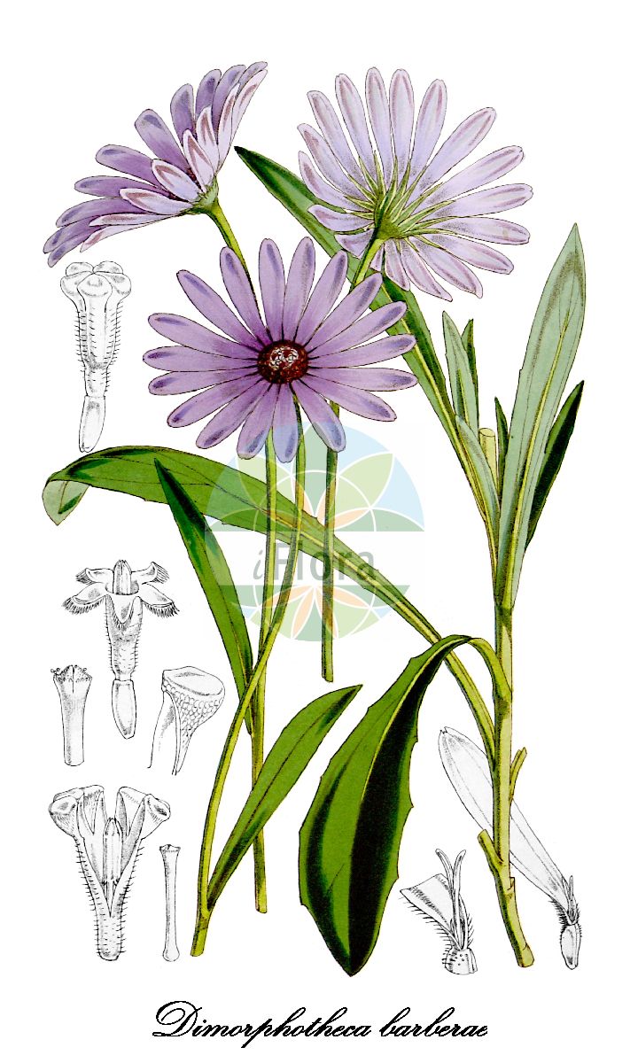 Historische Abbildung von Dimorphotheca barberae (Barber-Paternosterstrauch). Das Bild zeigt Blatt, Bluete, Frucht und Same. ---- Historical Drawing of Dimorphotheca barberae (Barber-Paternosterstrauch). The image is showing leaf, flower, fruit and seed.(Dimorphotheca barberae,Barber-Paternosterstrauch,Dimorphotheca,Kapringelblume,African daisy,Asteraceae,Korbblütengewächse,Daisy family,Blatt,Bluete,Frucht,Same,leaf,flower,fruit,seed,Curtis Botanical Magazine (1862))