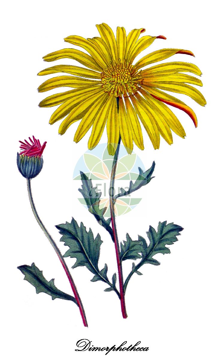 Historische Abbildung von Dimorphotheca chrysanthemifolia. Das Bild zeigt Blatt, Bluete, Frucht und Same. ---- Historical Drawing of Dimorphotheca chrysanthemifolia. The image is showing leaf, flower, fruit and seed.(Dimorphotheca chrysanthemifolia,Dimorphotheca,Kapringelblume,African daisy,Asteraceae,Korbblütengewächse,Daisy family,Blatt,Bluete,Frucht,Same,leaf,flower,fruit,seed,Curtis Botanical Magazine (1821))