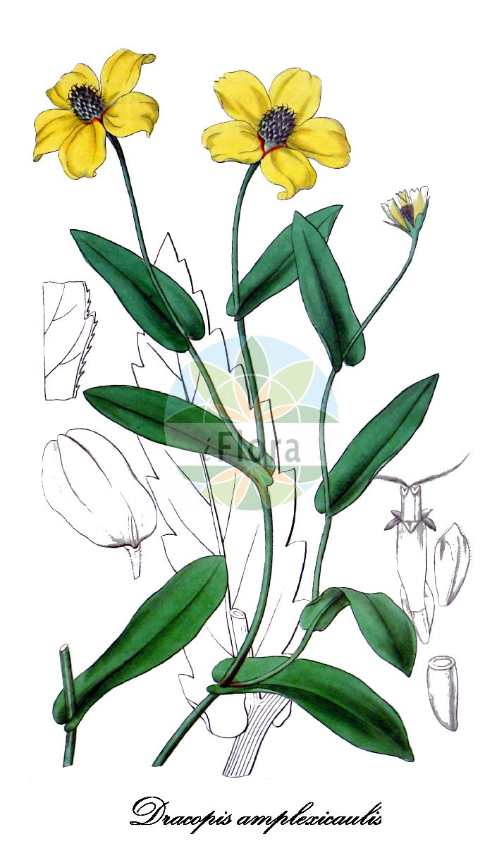 Historische Abbildung von Dracopis amplexicaulis (Clasping coneflower). Das Bild zeigt Blatt, Bluete, Frucht und Same. ---- Historical Drawing of Dracopis amplexicaulis (Clasping coneflower). The image is showing leaf, flower, fruit and seed.(Dracopis amplexicaulis,Clasping coneflower,Rudbeckia amplexicaulis,Dracopis,Asteraceae,Korbblütengewächse,Daisy family,Blatt,Bluete,Frucht,Same,leaf,flower,fruit,seed,Curtis Botanical Magazine (1840))