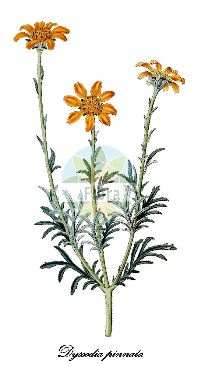 Historische Abbildung von Dyssodia pinnata. Das Bild zeigt Blatt, Bluete, Frucht und Same. ---- Historical Drawing of Dyssodia pinnata. The image is showing leaf, flower, fruit and seed.(Dyssodia pinnata,Dyssodia,Asteraceae,Korbblütengewächse,Daisy family,Blatt,Bluete,Frucht,Same,leaf,flower,fruit,seed,Edwards Botanical Register (1829f))