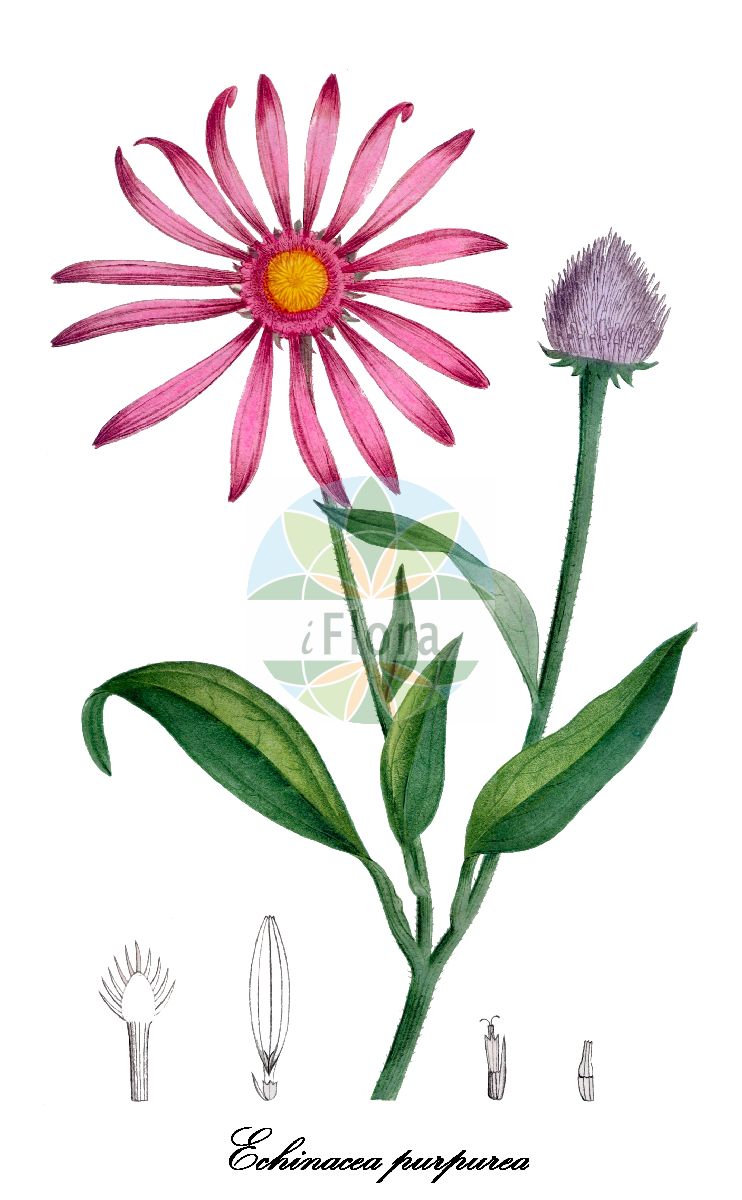 Historische Abbildung von Echinacea purpurea (Roter Igelkopf - Eastern purple coneflower). Das Bild zeigt Blatt, Bluete, Frucht und Same. ---- Historical Drawing of Echinacea purpurea (Roter Igelkopf - Eastern purple coneflower). The image is showing leaf, flower, fruit and seed.(Echinacea purpurea,Roter Igelkopf,Eastern purple coneflower,Rudbeckia purpurea,Roter Scheinsonnenhut,Roter Sonnenhut,Echinacea,Igelkopf,Purple coneflower,Asteraceae,Korbblütengewächse,Daisy family,Blatt,Bluete,Frucht,Same,leaf,flower,fruit,seed,de Saint-Hilaire (1828-1833))