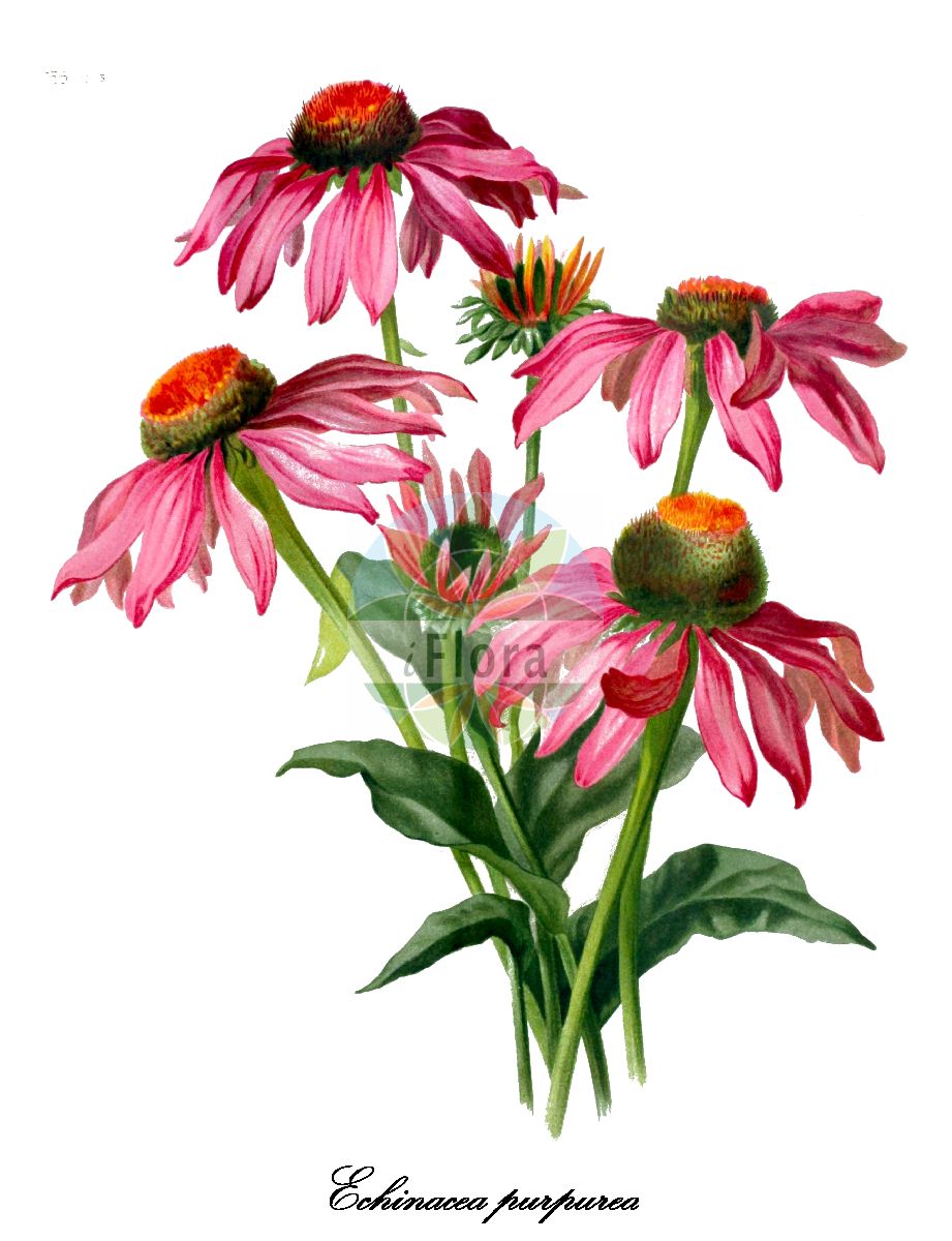 Historische Abbildung von Echinacea purpurea (Roter Igelkopf - Eastern purple coneflower). Das Bild zeigt Blatt, Bluete, Frucht und Same. ---- Historical Drawing of Echinacea purpurea (Roter Igelkopf - Eastern purple coneflower). The image is showing leaf, flower, fruit and seed.(Echinacea purpurea,Roter Igelkopf,Eastern purple coneflower,Rudbeckia purpurea,Roter Scheinsonnenhut,Roter Sonnenhut,Echinacea,Igelkopf,Purple coneflower,Asteraceae,Korbblütengewächse,Daisy family,Blatt,Bluete,Frucht,Same,leaf,flower,fruit,seed,The garden (1893))