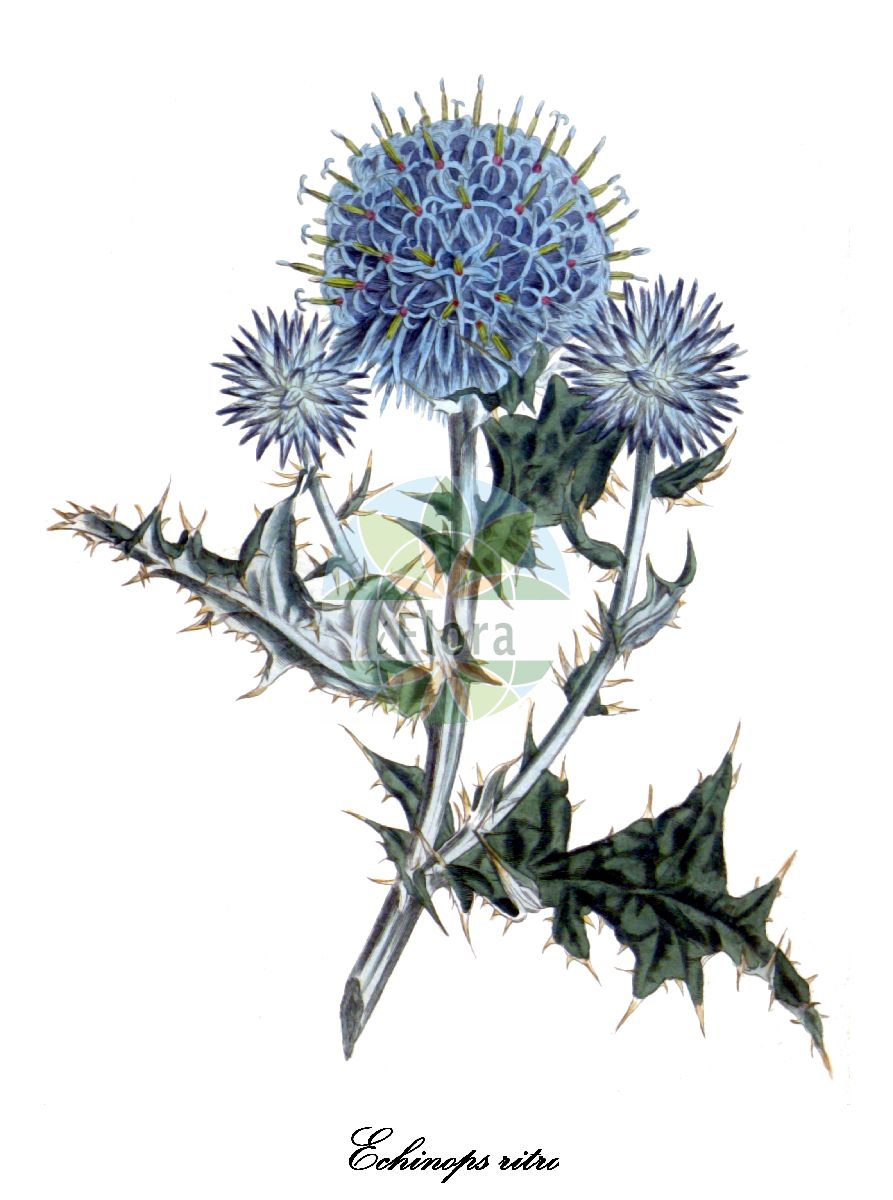 Historische Abbildung von Echinops ritro (Ruthenische Kugeldistel). Das Bild zeigt Blatt, Bluete, Frucht und Same. ---- Historical Drawing of Echinops ritro (Ruthenische Kugeldistel). The image is showing leaf, flower, fruit and seed.(Echinops ritro,Ruthenische Kugeldistel,Echinops tenuifolius,Blaue Kugeldistel,Gewoehnliche Kugeldistel,Glattblaettrige Kugeldistel,Echinops,Kugeldistel,Globe thistle,Asteraceae,Korbblütengewächse,Daisy family,Blatt,Bluete,Frucht,Same,leaf,flower,fruit,seed)