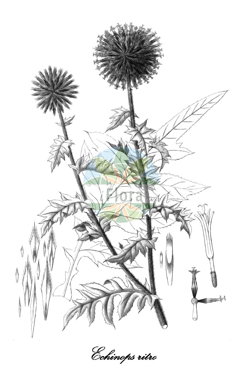 Historische Abbildung von Echinops ritro (Ruthenische Kugeldistel). Das Bild zeigt Blatt, Bluete, Frucht und Same. ---- Historical Drawing of Echinops ritro (Ruthenische Kugeldistel). The image is showing leaf, flower, fruit and seed.(Echinops ritro,Ruthenische Kugeldistel,Echinops tenuifolius,Blaue Kugeldistel,Gewoehnliche Kugeldistel,Glattblaettrige Kugeldistel,Echinops,Kugeldistel,Globe thistle,Asteraceae,Korbblütengewächse,Daisy family,Blatt,Bluete,Frucht,Same,leaf,flower,fruit,seed,Reichenbach (1823-1832))