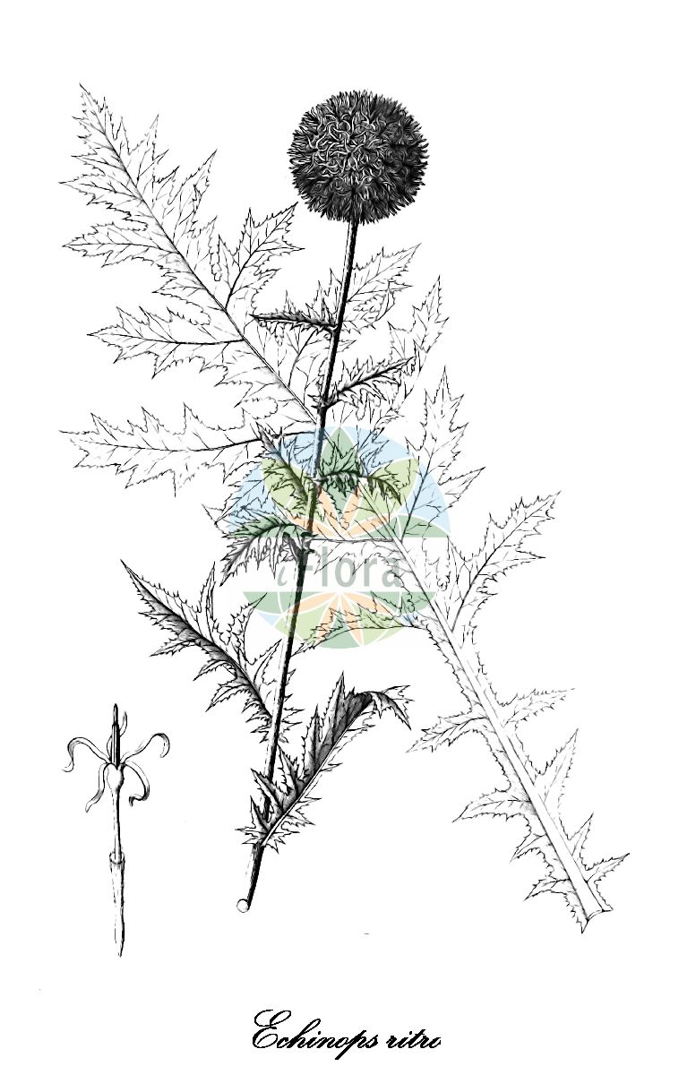 Historische Abbildung von Echinops ritro (Ruthenische Kugeldistel). Das Bild zeigt Blatt, Bluete, Frucht und Same. ---- Historical Drawing of Echinops ritro (Ruthenische Kugeldistel). The image is showing leaf, flower, fruit and seed.(Echinops ritro,Ruthenische Kugeldistel,Echinops tenuifolius,Blaue Kugeldistel,Gewoehnliche Kugeldistel,Glattblaettrige Kugeldistel,Echinops,Kugeldistel,Globe thistle,Asteraceae,Korbblütengewächse,Daisy family,Blatt,Bluete,Frucht,Same,leaf,flower,fruit,seed,Reichenbach (1823-1832))