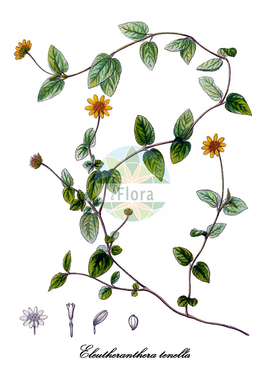 Historische Abbildung von Eleutheranthera tenella (Syzygium). Das Bild zeigt Blatt, Bluete, Frucht und Same. ---- Historical Drawing of Eleutheranthera tenella (Syzygium). The image is showing leaf, flower, fruit and seed.(Eleutheranthera tenella,Syzygium,Eleutheranthera,Asteraceae,Korbblütengewächse,Daisy family,Blatt,Bluete,Frucht,Same,leaf,flower,fruit,seed,von Humboldt et al. (1816-1825))