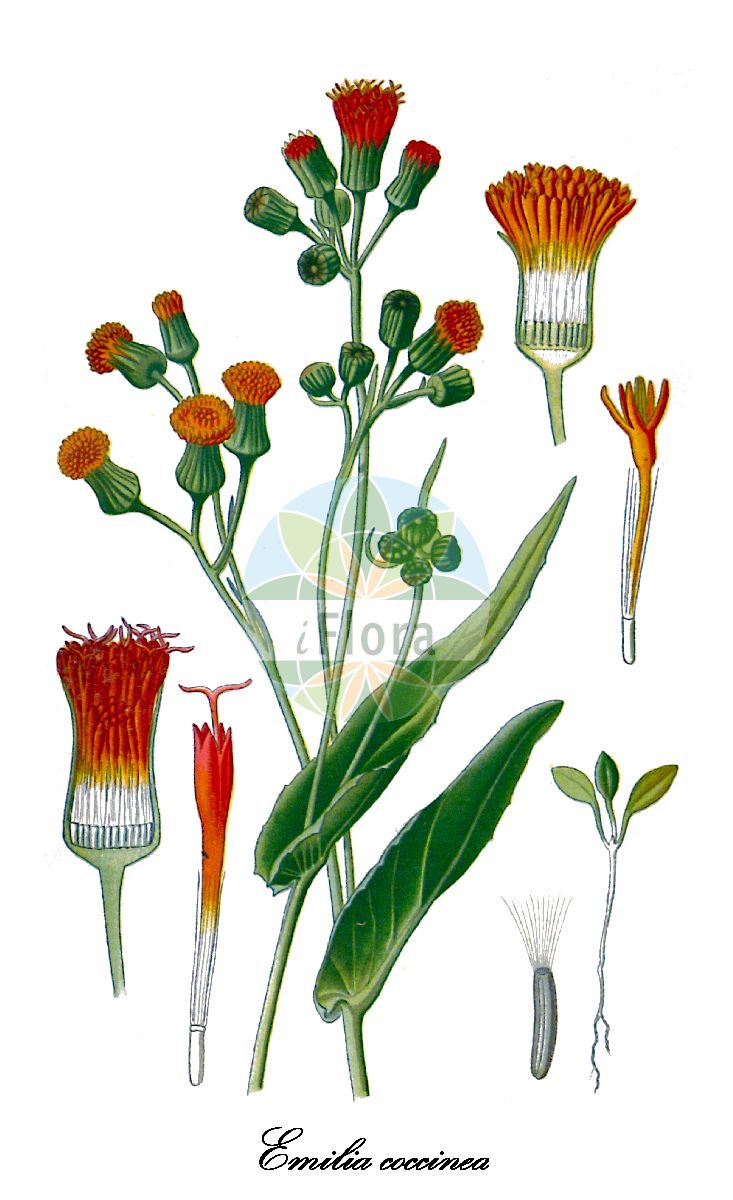 Historische Abbildung von Emilia coccinea (Java-Emilie). Das Bild zeigt Blatt, Bluete, Frucht und Same. ---- Historical Drawing of Emilia coccinea (Java-Emilie). The image is showing leaf, flower, fruit and seed.(Emilia coccinea,Java-Emilie,Cacalia coccinea,Emilia flammea,Emilia sagittata,Orangerote Emilie,Emilia,Emilie,Tasselflower,Asteraceae,Korbblütengewächse,Daisy family,Blatt,Bluete,Frucht,Same,leaf,flower,fruit,seed,Step et al. (1896-1897))