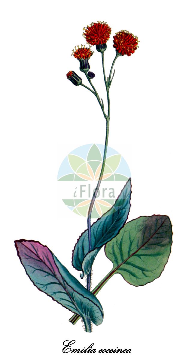 Historische Abbildung von Emilia coccinea (Java-Emilie). Das Bild zeigt Blatt, Bluete, Frucht und Same. ---- Historical Drawing of Emilia coccinea (Java-Emilie). The image is showing leaf, flower, fruit and seed.(Emilia coccinea,Java-Emilie,Cacalia coccinea,Emilia flammea,Emilia sagittata,Orangerote Emilie,Emilia,Emilie,Tasselflower,Asteraceae,Korbblütengewächse,Daisy family,Blatt,Bluete,Frucht,Same,leaf,flower,fruit,seed,Curtis Botanical Magazine (1803))