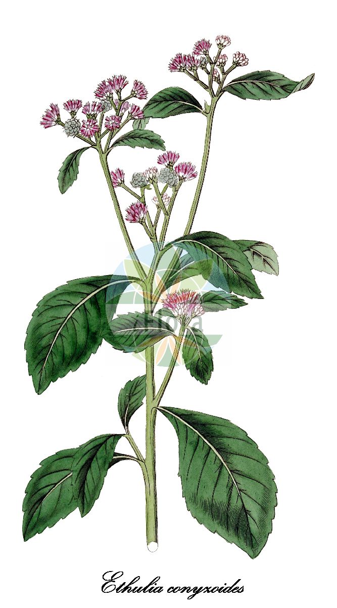 Historische Abbildung von Ethulia conyzoides. Das Bild zeigt Blatt, Bluete, Frucht und Same. ---- Historical Drawing of Ethulia conyzoides. The image is showing leaf, flower, fruit and seed.(Ethulia conyzoides,Ethulia,Asteraceae,Korbblütengewächse,Daisy family,Blatt,Bluete,Frucht,Same,leaf,flower,fruit,seed,Botanical Register (1823))