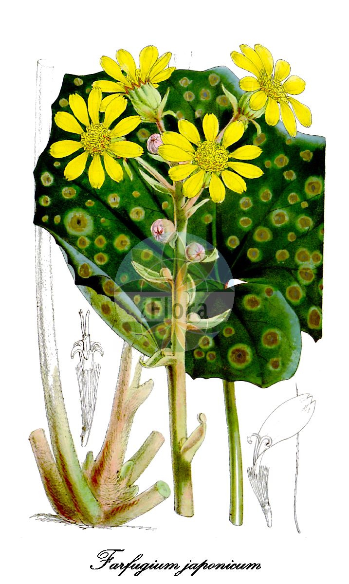 Historische Abbildung von Farfugium japonicum (Leopardenpflanze). Das Bild zeigt Blatt, Bluete, Frucht und Same. ---- Historical Drawing of Farfugium japonicum (Leopardenpflanze). The image is showing leaf, flower, fruit and seed.(Farfugium japonicum,Leopardenpflanze,Arnica tussilaginea,Farfugium grande,Ligularia kaempferi,Ligularia tussilaginea,Senecio kaempferi,Senecio tussilagineus,Tussilago japonica,Farfugium,Leopardenpflanze,Asteraceae,Korbblütengewächse,Daisy family,Blatt,Bluete,Frucht,Same,leaf,flower,fruit,seed,Curtis Botanical Magazine (1862))