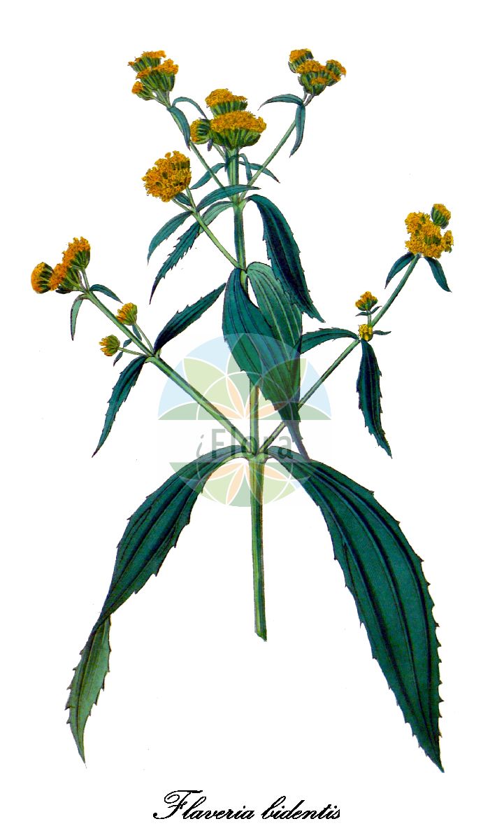 Historische Abbildung von Flaveria bidentis (Coastal plain yellowtops). Das Bild zeigt Blatt, Bluete, Frucht und Same. ---- Historical Drawing of Flaveria bidentis (Coastal plain yellowtops). The image is showing leaf, flower, fruit and seed.(Flaveria bidentis,Coastal plain yellowtops,Ethulia bidentis,Flaveria contrayerba,Milleria contrayerba,Flaveria,Asteraceae,Korbblütengewächse,Daisy family,Blatt,Bluete,Frucht,Same,leaf,flower,fruit,seed,Curtis Botanical Magazine (1820ff))