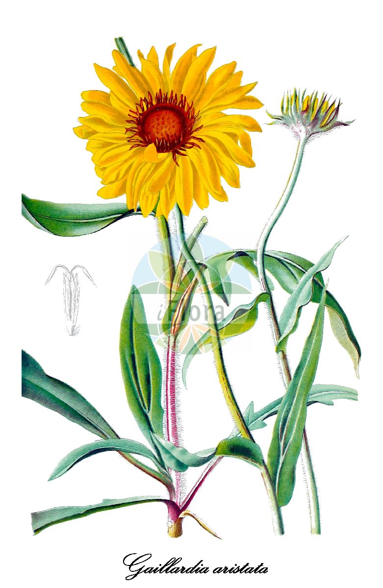 Historische Abbildung von Gaillardia aristata (Prärie-Kokardenblume). Das Bild zeigt Blatt, Bluete, Frucht und Same. ---- Historical Drawing of Gaillardia aristata (Prärie-Kokardenblume). The image is showing leaf, flower, fruit and seed.(Gaillardia aristata,Prärie-Kokardenblume,Gaillardia,Kokardenblume,Blanket flower,Asteraceae,Korbblütengewächse,Daisy family,Blatt,Bluete,Frucht,Same,leaf,flower,fruit,seed,Gartenflora (1875))