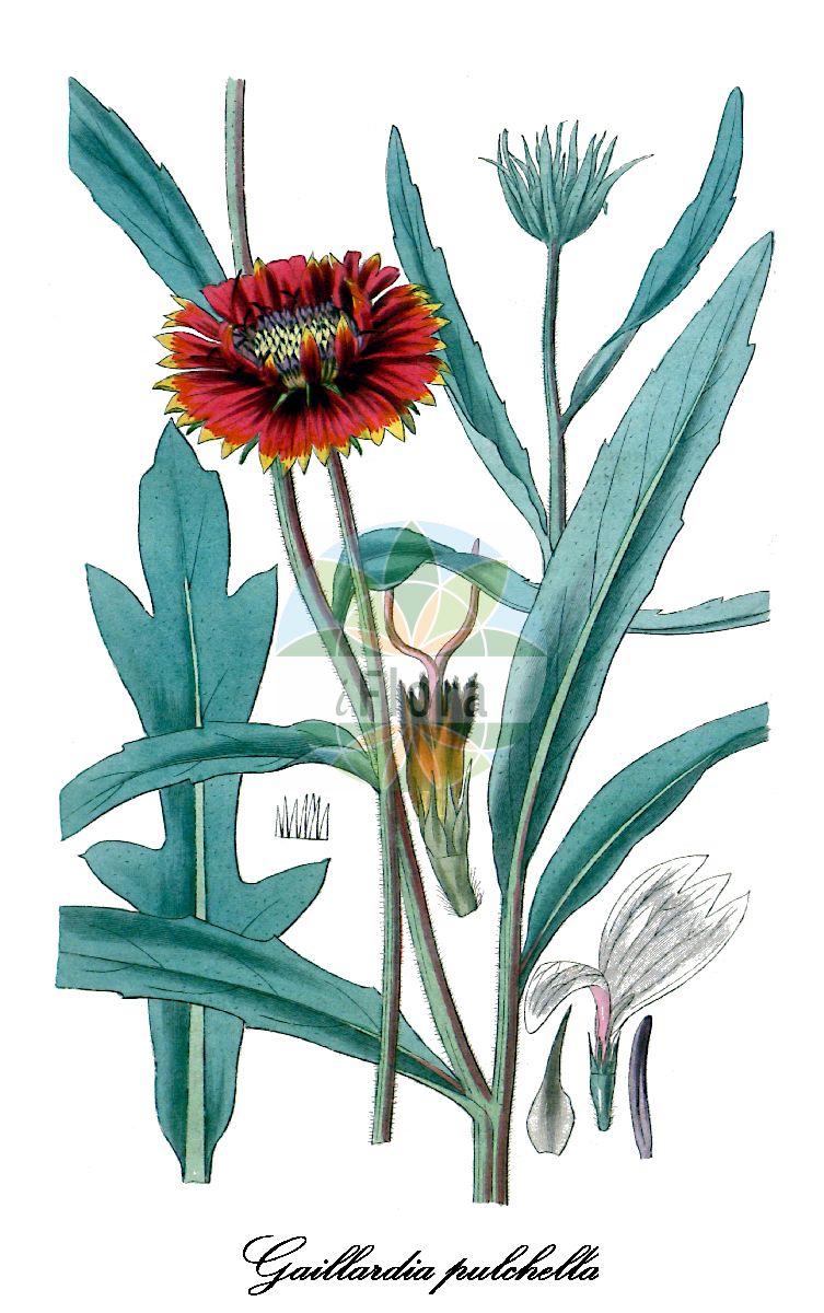 Historische Abbildung von Gaillardia pulchella (Kurzlebige Kokardenblume - firewheel). Das Bild zeigt Blatt, Bluete, Frucht und Same. ---- Historical Drawing of Gaillardia pulchella (Kurzlebige Kokardenblume - firewheel). The image is showing leaf, flower, fruit and seed.(Gaillardia pulchella,Kurzlebige Kokardenblume,firewheel,Gaillardia bicolor,Gaillardia drummondii,Gaillardia picta,Gaillardia,Kokardenblume,Blanket flower,Asteraceae,Korbblütengewächse,Daisy family,Blatt,Bluete,Frucht,Same,leaf,flower,fruit,seed,Curtis Botanical Magazine (1834))