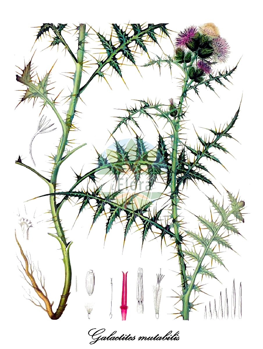 Historische Abbildung von Galactites mutabilis. Das Bild zeigt Blatt, Bluete, Frucht und Same. ---- Historical Drawing of Galactites mutabilis. The image is showing leaf, flower, fruit and seed.(Galactites mutabilis,Galactites,Milchfleckdistel,Asteraceae,Korbblütengewächse,Daisy family,Blatt,Bluete,Frucht,Same,leaf,flower,fruit,seed,Durieu de Maisonneuve & Bory de Saint-Vincent (1849))