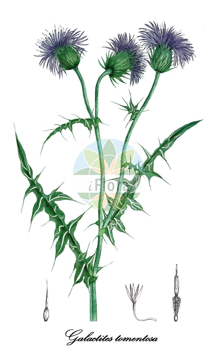 Historische Abbildung von Galactites tomentosa. Das Bild zeigt Blatt, Bluete, Frucht und Same. ---- Historical Drawing of Galactites tomentosa. The image is showing leaf, flower, fruit and seed.(Galactites tomentosa,Galactites,Milchfleckdistel,Asteraceae,Korbblütengewächse,Daisy family,Blatt,Bluete,Frucht,Same,leaf,flower,fruit,seed,de Saint-Hilaire (1828-1833))
