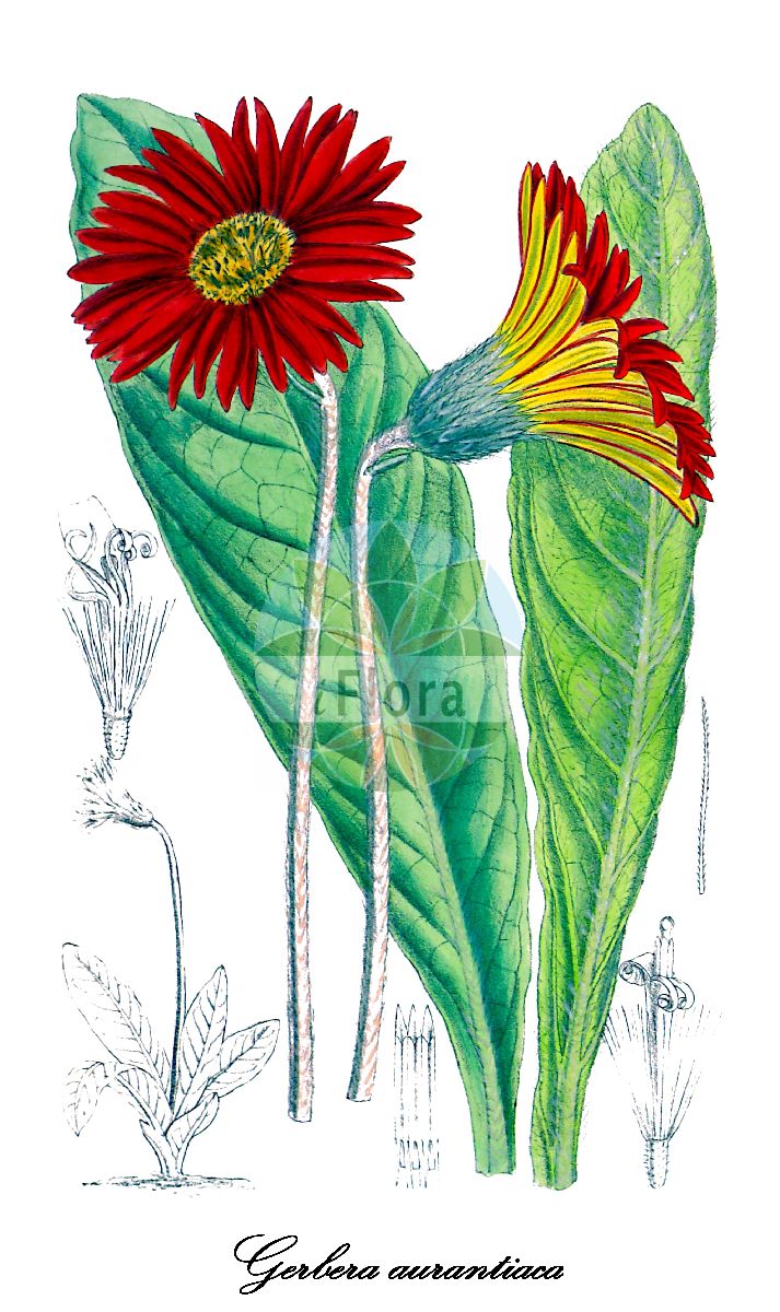 Historische Abbildung von Gerbera aurantiaca. Das Bild zeigt Blatt, Bluete, Frucht und Same. ---- Historical Drawing of Gerbera aurantiaca. The image is showing leaf, flower, fruit and seed.(Gerbera aurantiaca,Gerbera,Gerbera,Asteraceae,Korbblütengewächse,Daisy family,Blatt,Bluete,Frucht,Same,leaf,flower,fruit,seed,Curtis Botanical Magazine (1906))