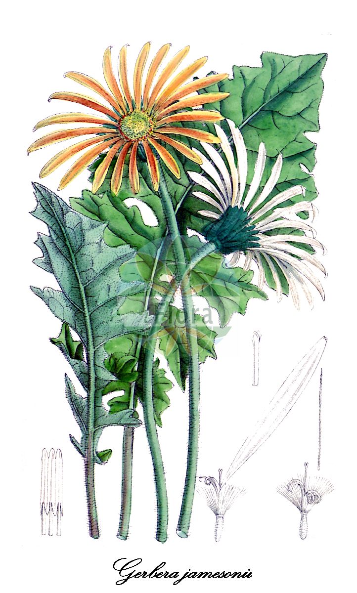 Historische Abbildung von Gerbera jamesonii. Das Bild zeigt Blatt, Bluete, Frucht und Same. ---- Historical Drawing of Gerbera jamesonii. The image is showing leaf, flower, fruit and seed.(Gerbera jamesonii,Gerbera,Gerbera,Asteraceae,Korbblütengewächse,Daisy family,Blatt,Bluete,Frucht,Same,leaf,flower,fruit,seed,Curtis Botanical Magazine (1889))