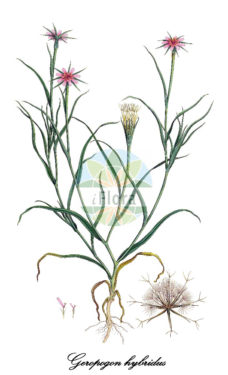 Historische Abbildung von Geropogon hybridus (Kahler Bocksbart - Slender Salsify). Das Bild zeigt Blatt, Bluete, Frucht und Same. ---- Historical Drawing of Geropogon hybridus (Kahler Bocksbart - Slender Salsify). The image is showing leaf, flower, fruit and seed.(Geropogon hybridus,Kahler Bocksbart,Slender Salsify,Geropogon glaber,Geropogon hirsutus,Tragopogon geropogon,Tragopogon glaber,Tragopogon hirsutus,Tragopogon hybridus,Bastard-Bocksbart,Geropogon,Bocksbart,Asteraceae,Korbblütengewächse,Daisy family,Blatt,Bluete,Frucht,Same,leaf,flower,fruit,seed,Sibthorp & Smith (1806-1840))