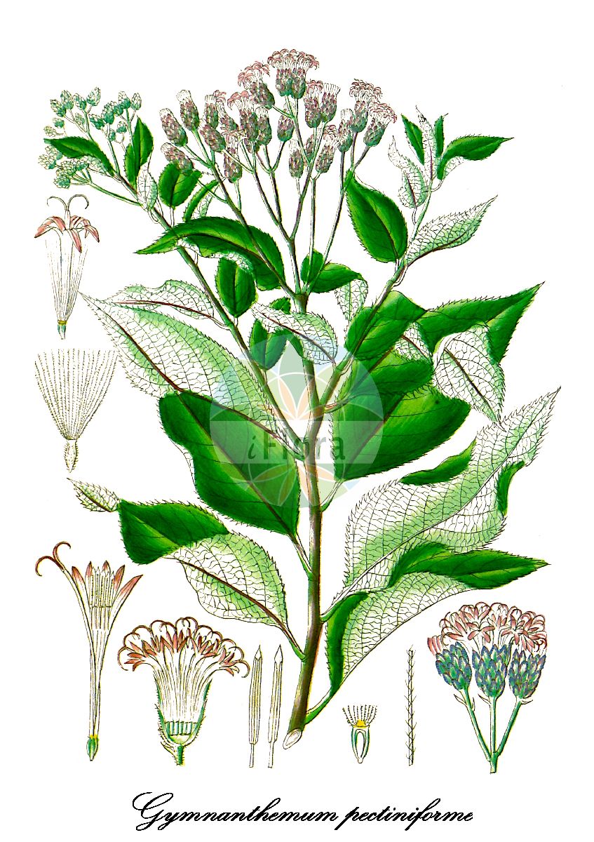 Historische Abbildung von Gymnanthemum pectiniforme. Das Bild zeigt Blatt, Bluete, Frucht und Same. ---- Historical Drawing of Gymnanthemum pectiniforme. The image is showing leaf, flower, fruit and seed.(Gymnanthemum pectiniforme,Gymnanthemum,Asteraceae,Korbblütengewächse,Daisy family,Blatt,Bluete,Frucht,Same,leaf,flower,fruit,seed,Wight (1846-1851))