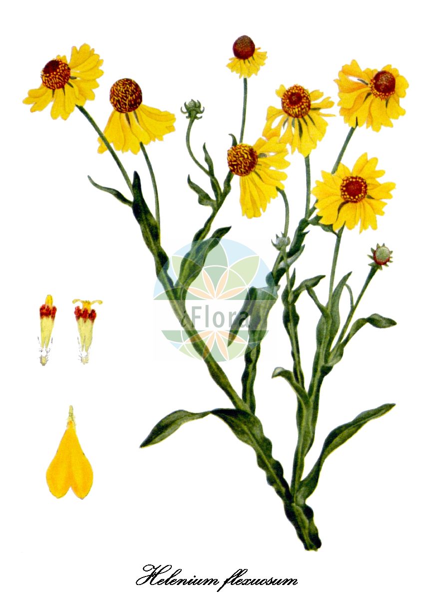 Historische Abbildung von Helenium flexuosum (Purplehead sneezeweed). Das Bild zeigt Blatt, Bluete, Frucht und Same. ---- Historical Drawing of Helenium flexuosum (Purplehead sneezeweed). The image is showing leaf, flower, fruit and seed.(Helenium flexuosum,Purplehead sneezeweed,Helenium,Sonnenbraut,Sneezeweed,Asteraceae,Korbblütengewächse,Daisy family,Blatt,Bluete,Frucht,Same,leaf,flower,fruit,seed,Addisonia (1929-1930))