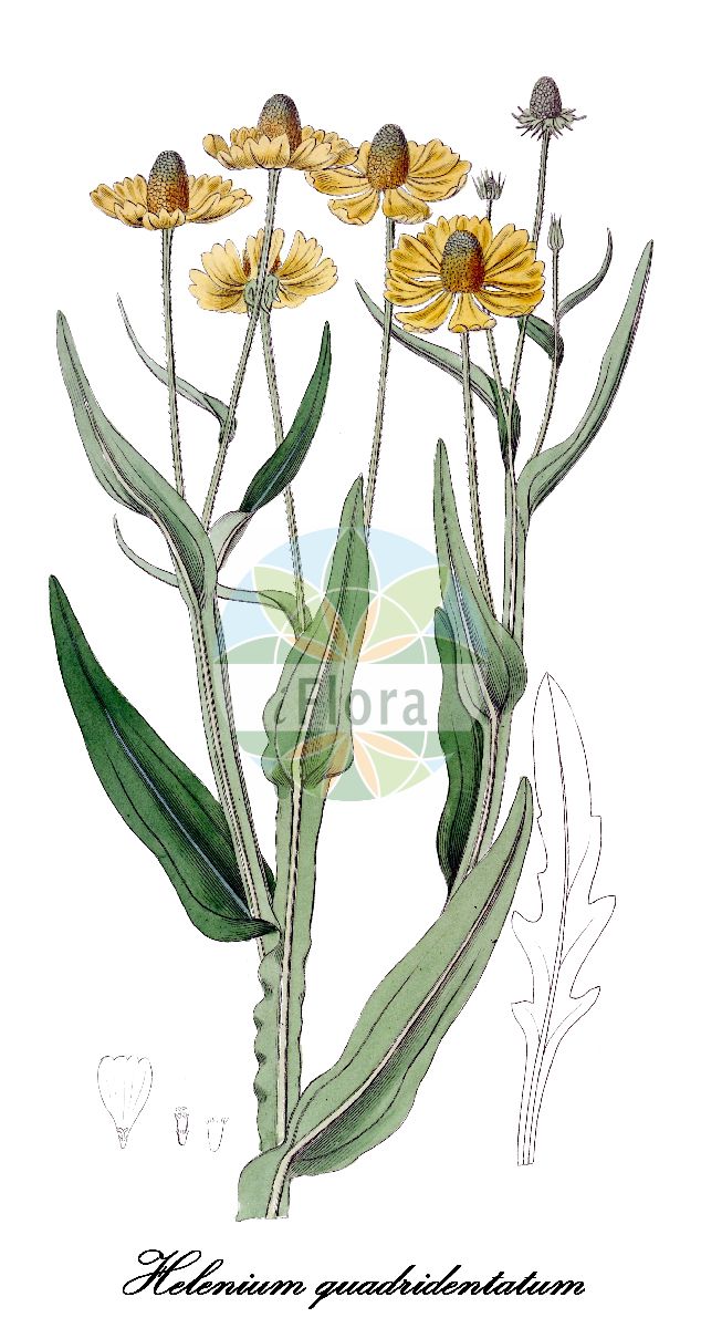 Historische Abbildung von Helenium quadridentatum (Longdisk sneezeweed). Das Bild zeigt Blatt, Bluete, Frucht und Same. ---- Historical Drawing of Helenium quadridentatum (Longdisk sneezeweed). The image is showing leaf, flower, fruit and seed.(Helenium quadridentatum,Longdisk sneezeweed,Helenium,Sonnenbraut,Sneezeweed,Asteraceae,Korbblütengewächse,Daisy family,Blatt,Bluete,Frucht,Same,leaf,flower,fruit,seed,Botanical Register (1819f))