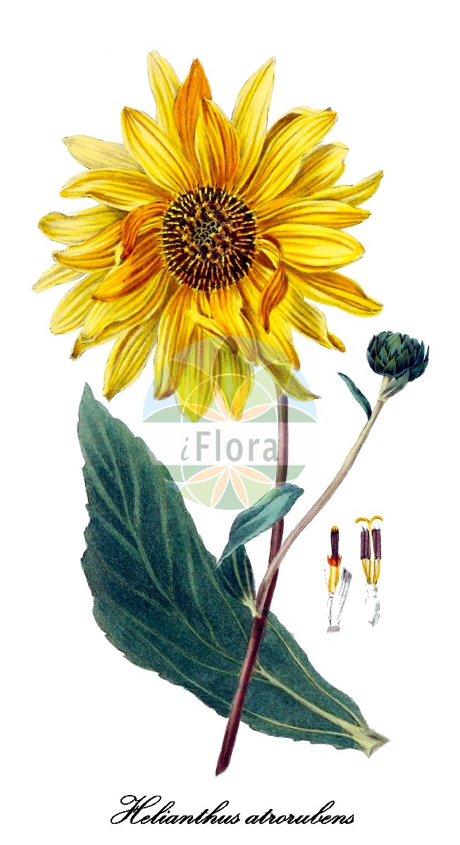 Historische Abbildung von Helianthus atrorubens (Schwarzrote Sonnenblume - Purpledisc sunflower). Das Bild zeigt Blatt, Bluete, Frucht und Same. ---- Historical Drawing of Helianthus atrorubens (Schwarzrote Sonnenblume - Purpledisc sunflower). The image is showing leaf, flower, fruit and seed.(Helianthus atrorubens,Schwarzrote Sonnenblume,Purpledisc sunflower,Helianthus,Sonnenblume,Hélianthe à belles fleurs,Asteraceae,Korbblütengewächse,Daisy family,Blatt,Bluete,Frucht,Same,leaf,flower,fruit,seed,Morris & Clarke (1826))